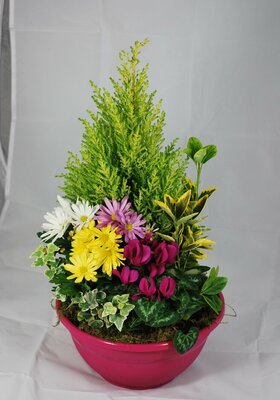 COUPE DE PLANTE