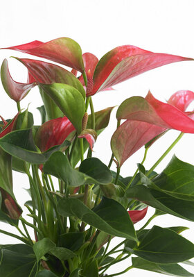 Anthurium