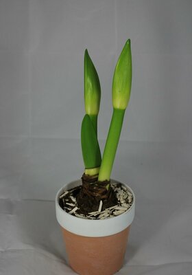 Amaryllis