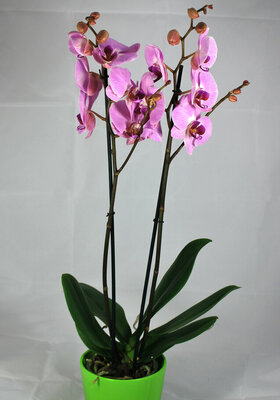 Orchidée Phalaenopsis