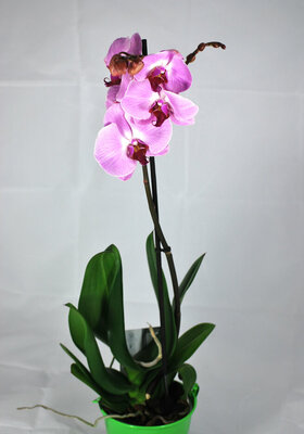 Orchidée Phalaenopsis