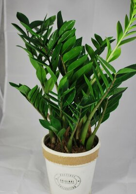 Zamioculcas