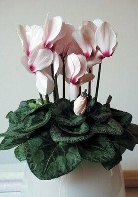 Cyclamen