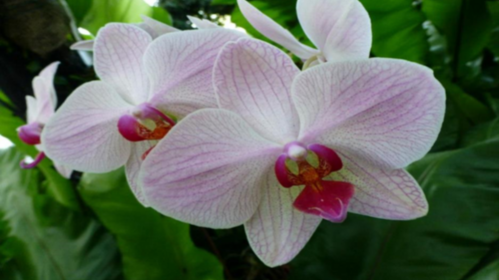 Phalaenopsis